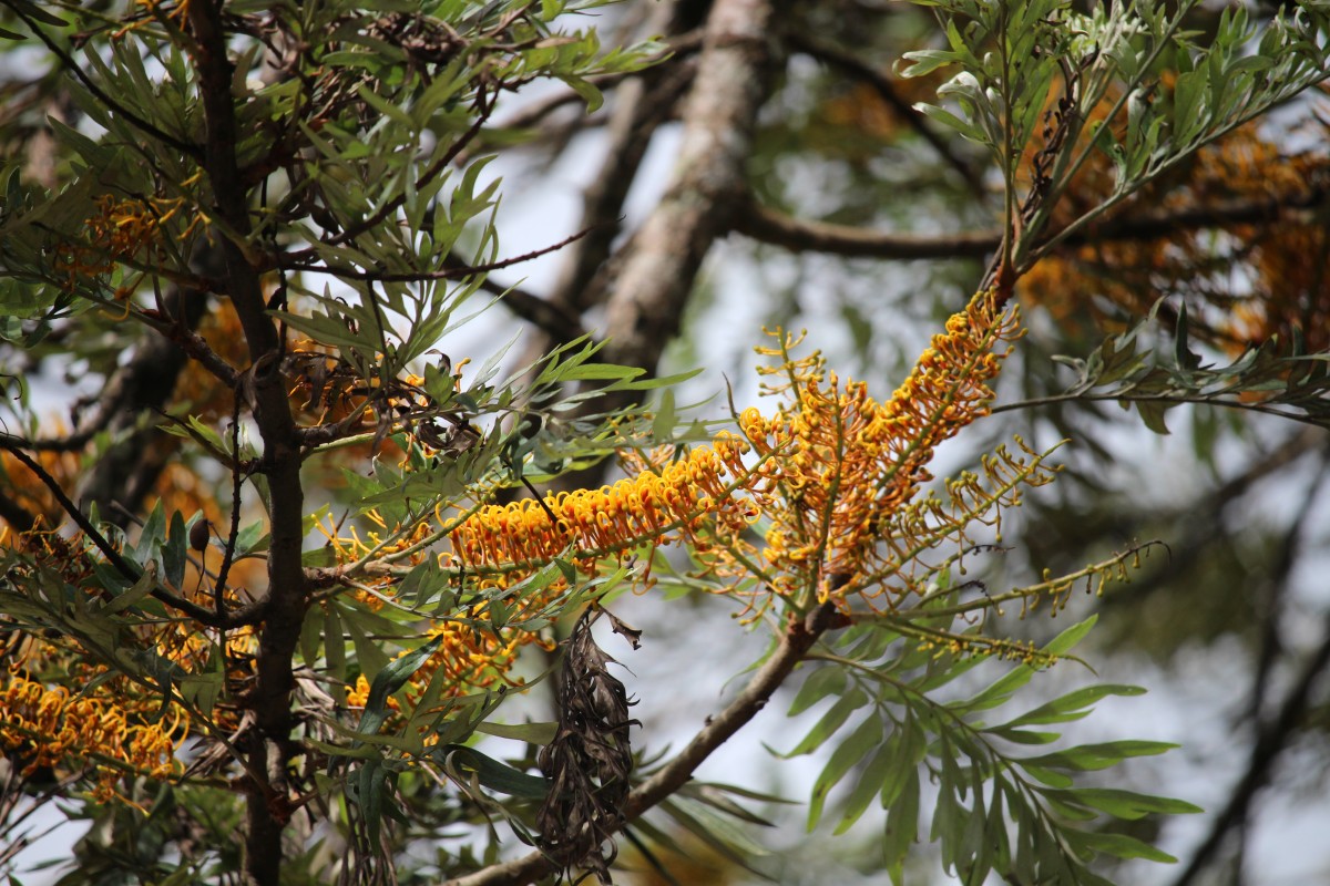 Grevillea robusta A.Cunn. ex R.Br.